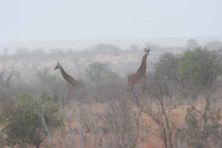 tsavo east national park kenya 412.jpg